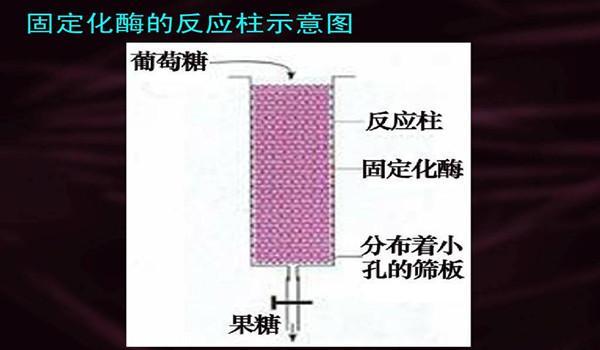 固定化酶反应支柱示意图