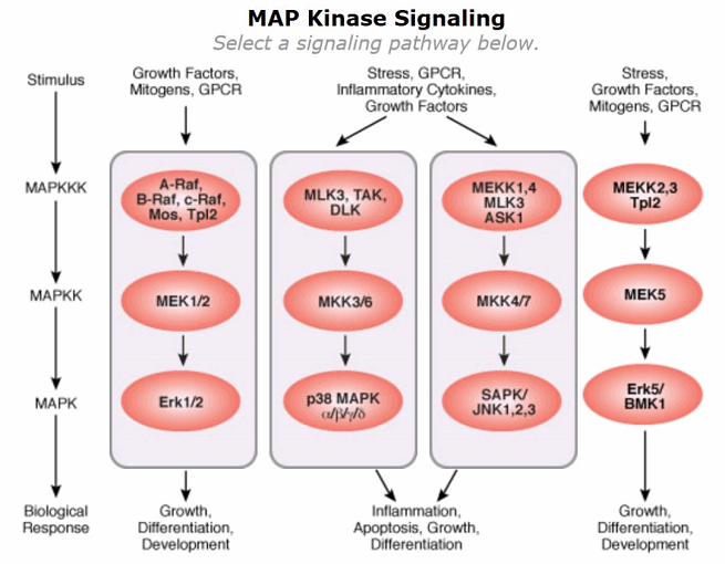 MAPK/AP-1关键炎性反应信号