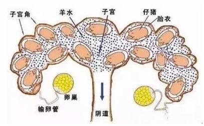 缩宫素的使用