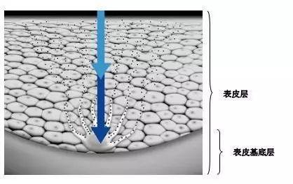 What is TYROSINASE and How Does it Affect Melanin Production? - FAQ -  Guidechem