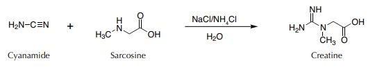 synthesize of creatine from sarcosine (N-methylglycine)