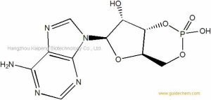 Adenosine 3',5'-cyclophosphate