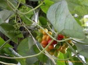 Stephania Japonica Extract&CEPHARANTHINE (RG)